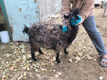 продажа французских бульдогов: Продаю | Коза (самка) | Для разведения — 2