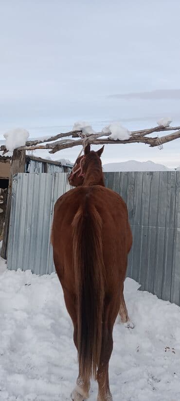 купить измельчитель травы и сена: Продаю | Жеребенок | Рабочий — 7