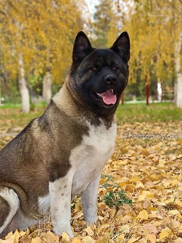 акита собака: Акита-ину, 1 месяц, Самец, С прививкой, С родословной — 3