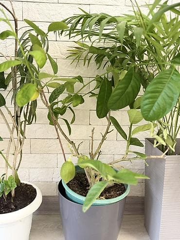 антуриум: Комнатные растения в декоративных кашпо — набор Состав на фото: - — 3