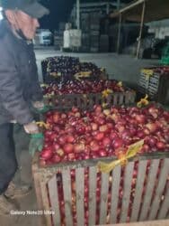 садовый вар бишкек: Яблоки оптом сорт крипсон зимние с темно-фиолетовыми (почти черными) — 14