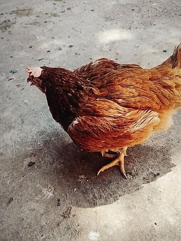 собаки самки: Продаю | Куры | Род-Айленд | Несушки — 3