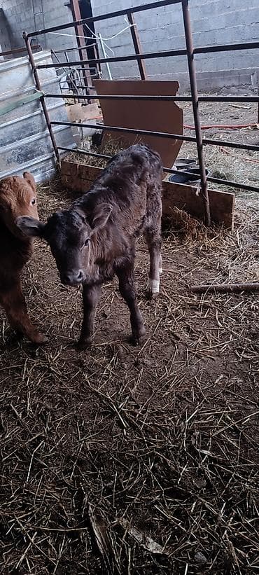 Продаю | Тёлка | На откорм | Искусственник
