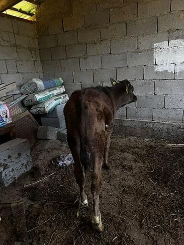 уй сатылат бишкек 2022: Сатам | Музоо | Бордоп семиртүү үчүн — 5