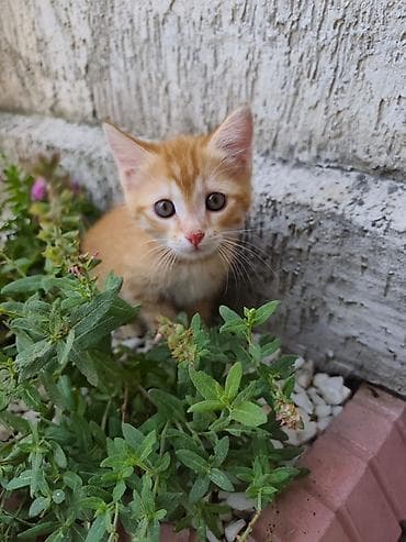 шотландские кошка: Отдадим в добрые руки рыжего котенка. Мальчик 1,5 месяца Упитанный — 1