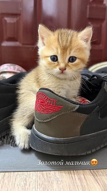 кошка каракол: 🐾 Открыта бронь на британских короткошерстных котят! 🐾Оба родителя — 1