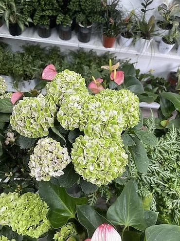 Гортензия крупнолистная (Hydrangea macrophylla) в горшке - Пышные at lalafo.kg Гортензия крупнолистная (Hydrangea macrophylla) в горшке - Пышные
