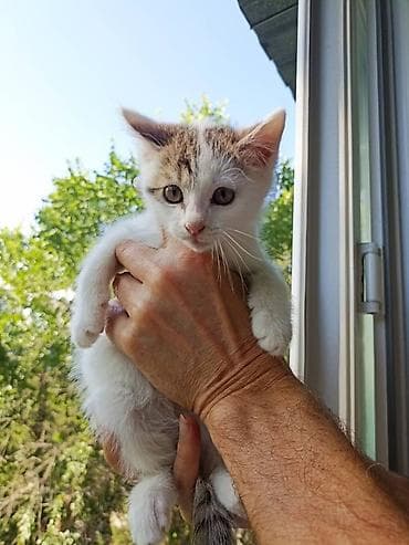 Котята - Возраст: примерно 1,5–2 месяца - Окрас: один бело-пятнистый
