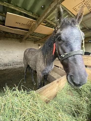 сколько стоит щенок чихуахуа: Продаю | Жеребец | Рабочий — 2