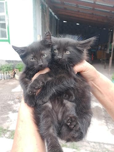 в добрые руки кошки: 🐾 Малыши ищут любящий дом! 🏡❤️ Отдаем в добрые и ответственные руки — 2