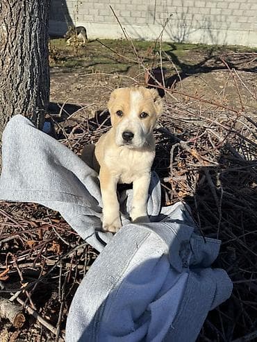 Аквариумдар: Алабай
Дата рождения: 21.12.2025 — 6