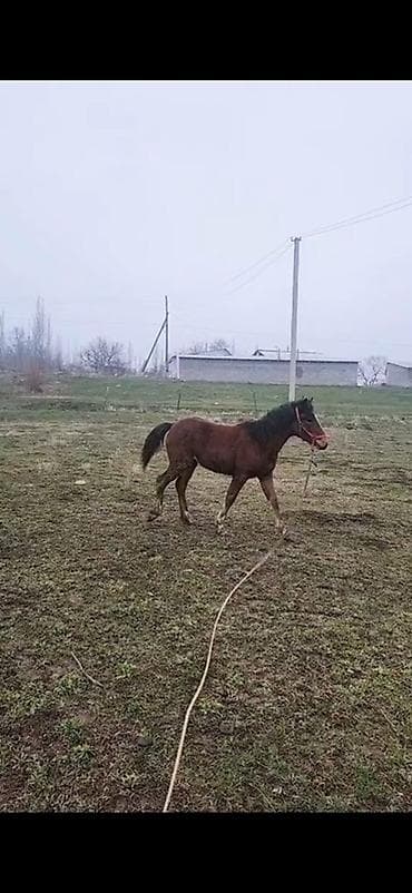 кыргыз и собака: Сатам | Тай | Жумушка — 1
