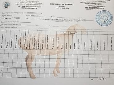 кой парода: Продаю | Ягненок, Баран (самец) | Арашан — 8