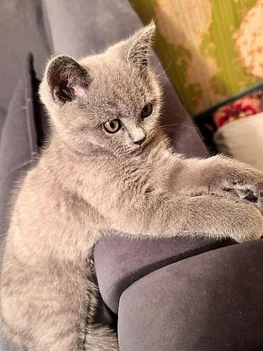 крупные собаки: Британский короткошёрстный котёнок, окрас голубой (solid blue). - — 2