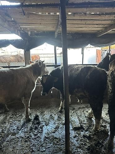 птицы бишкека: Продаю | Бык (самец) | Полукровка | На откорм | Привязанные — 3