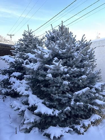 лавровое дерево купить: Голубая ель Высота 3 метра. Пышная, густая. Есть 2 штуки, если обе — 3