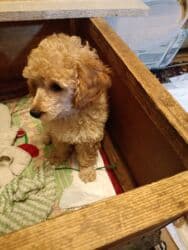 ездавая зимнея собака: Щенки пуделя (карликовые/той, по типу) светло-рыжего и абрикосового — 5