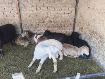 несушки оптом: Продаю | Овца (самка) | Для разведения | Ярка — 1