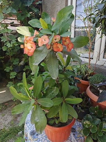 Эвфорбия Милля (Euphorbia milii, «Терновый венец») в пластиковом