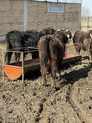 сибирская дымчатая кошка: Продаю | Музоо, торпок | На откорм — 7