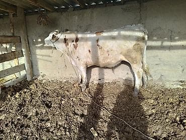 сколько стоят кролики домашние: Продаю | Бык (самец) | Монбельярд | Для разведения | Привязанные — 3