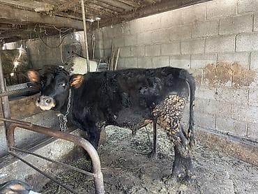 несушки курица: Продаю | Корова (самка) | Для разведения | Привязанные — 1