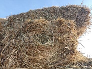 ко шамо: 1укос аралаш доставка есть 70шт — 3