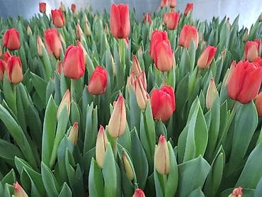 новогодние свитера: Тюльпаны срезка и луковицы - Разнообразие сортов и окрасок — 2