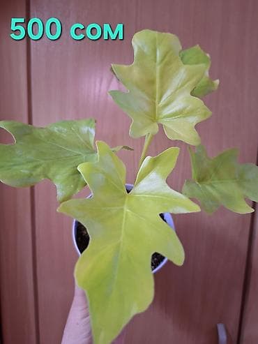 цветок молочай: Филодендрон Сатин Голд (в горшке) - Компактное комнатное растение с — 1