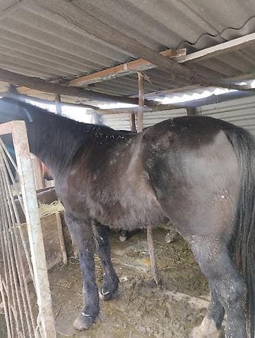 собака питбуль: Другие животные — 5