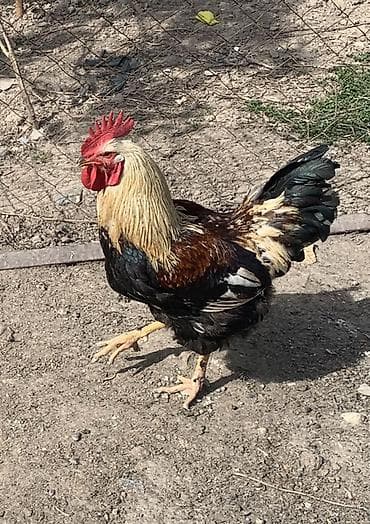 серебристый леггорн: Продаю | Петух | Для разведения — 3