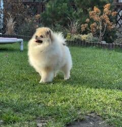 таза кандуу кыргыз тайган: Шпиц, 9 айлык, Эркек, Эмделген — 3