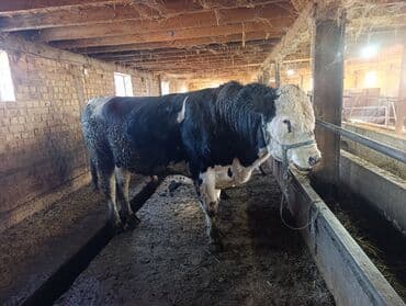 породистые собаки в добрые руки: Продаю | Бык (самец) | На откорм | Привязанные — 3