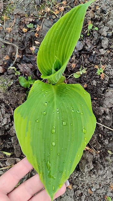 лист контейнер: Хосты декоративные, саженцы в контейнерах - Разнообразие расцветок — 7