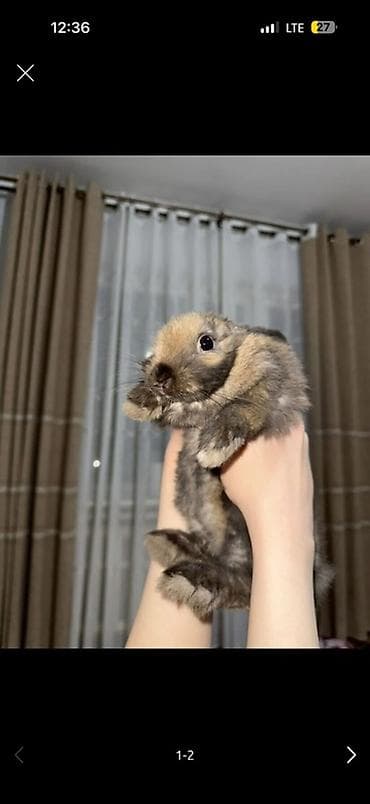 Отдам в хорошие руки, 
Причина: у детей аллергия на шерсть — 1