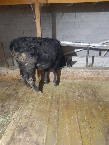 сколько стоит коза дойная купить: Продаю | Тёлка | На откорм | Привязанные — 2