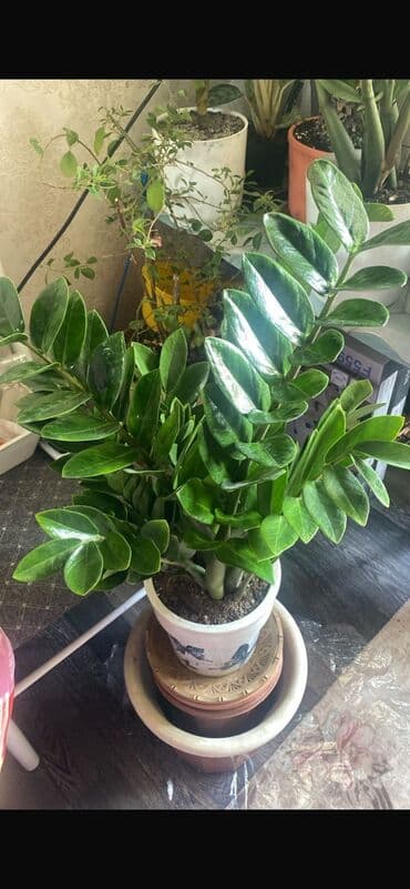 аквариум для форели: Продаю Замик огромный куст выс около 60,70см Вырастает до 1.30см выс — 2