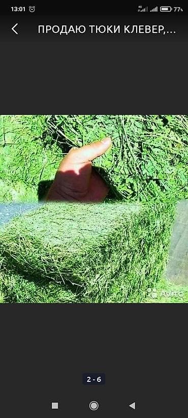 Кошки: Продаю клевер в тюках 3 укос, тюки плотные, сухие, зелёные лежат под — 1