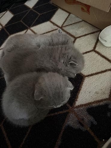 продается кошка: Шотландские котята,(страйт и скотиш фолд) окрас голубой (blue) — 2