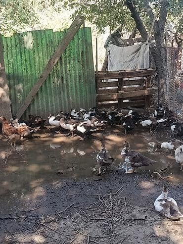 собаки сокулук: Индоутки оптом ! возраст два месяца ! цена оптовая по 500 сом за — 2