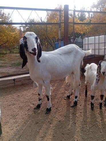 объявления о продаже собак: Продаю | Козёл (самец) | Камори | Для разведения | Племенные — 6