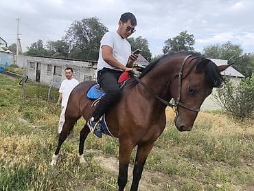 седло комплект: Продаю | Конь (самец) | Конный спорт — 2