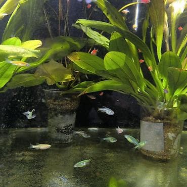 Другие животные: Рыбки аквариумные, меченосцы,молодняк, 20 штук в наличии, Данио — 4