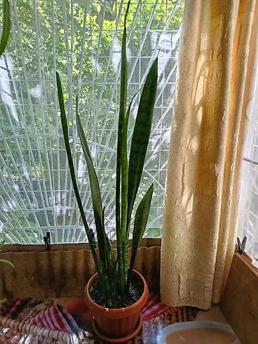 санс: Сансевиерия (тещин язык) в горшке НЕДОРОГО!!!!! - Высокое комнатное — 2