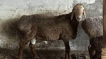 вин кот: Продаю | Баран (самец) | Полукровка, Арашан | Для разведения — 2