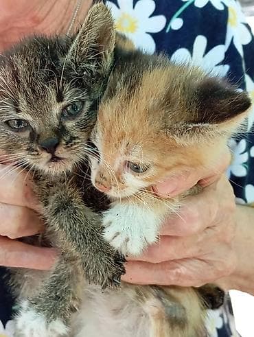 Котята в добрые руки. - Возраст: примерно 1,5–2 месяца. - Окрас: -
