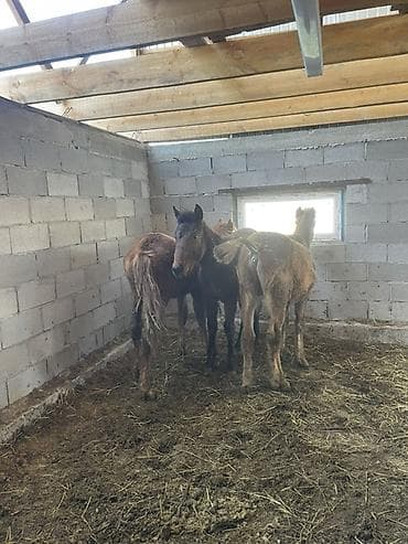 токмок животные: Продаю | Жеребенок | Для разведения | Племенные — 2