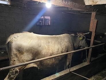 утка лалафа: Продаю | Корова (самка) | На откорм | Нетель — 1