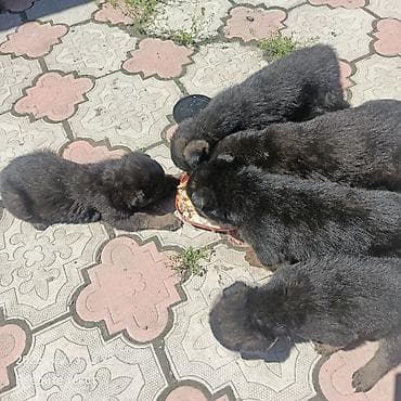 Продажа собак: Овчарка, 1 месяц, Самец — 6
