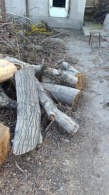 орех дрова: Дрова Орех, Самовывоз — 4